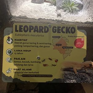 istana reptil - leopard gecko signage