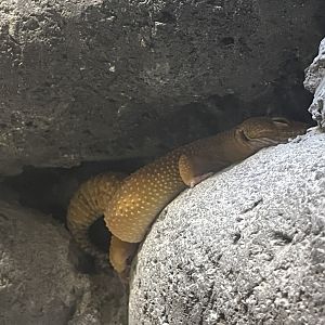 istana reptil - leopard gecko (eublepharis macularius)