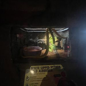 istana reptil - white-lipped phyton exhibit