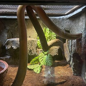 istana reptil - white lipped phyton (leiopython albertisii)