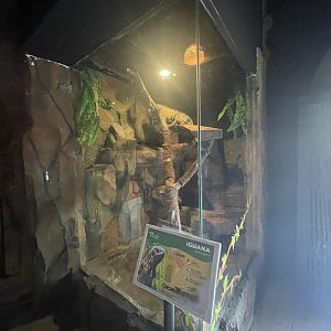 istana reptil - green iguana exhibit