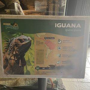 istana reptil - green iguana signage