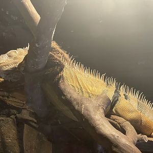 istana reptil - green iguana (iguana iguana)