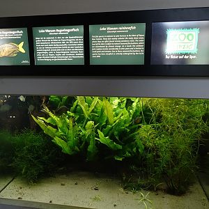 Aquarium: Tank for Lake Wanam rainbowfishes