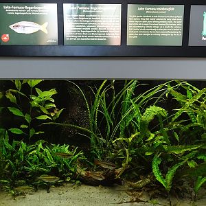 Aquarium: Tank for Lake Furnusu rainbowfishes