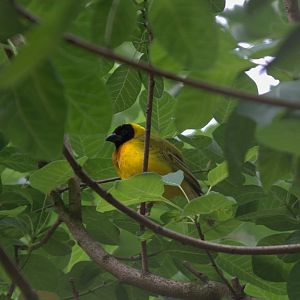 Black-headed Weaver (Ploceus Melanocephalus)
