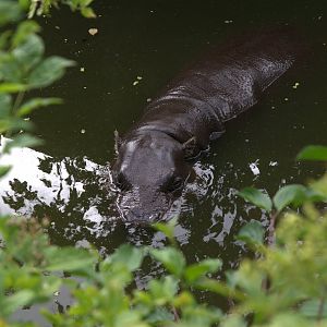 Western Pygmy Hippo (Choeropsis liberiensis liberiensis)