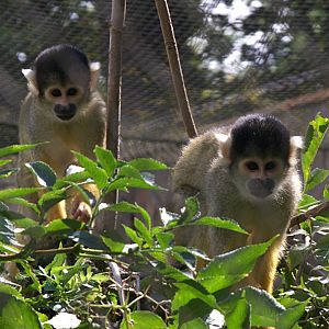 Bolivian Squirrel Monkey (Saimiri boliviensis boliviensis)