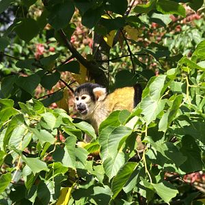 Bolivian Squirrel Monkey (Saimiri boliviensis boliviensis)