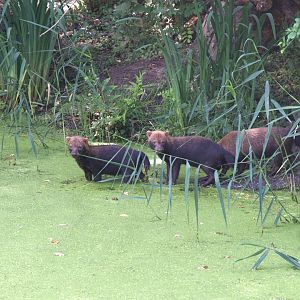 Bush Dog (Speothos venaticus)