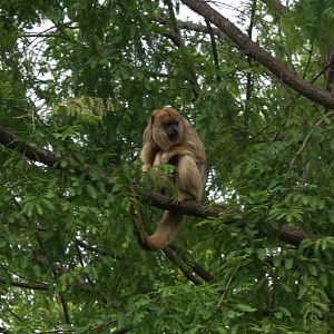 Black Howler Monkey (Alouatta caraya)