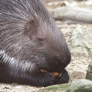 Indian-crested Porcupine (Hystrix indica)