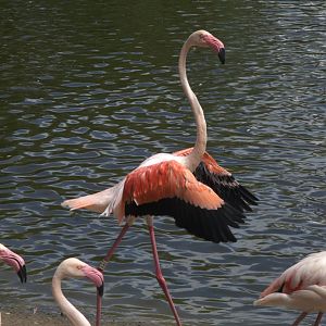 Greater Flamingo (Phoenicopterus roseus)