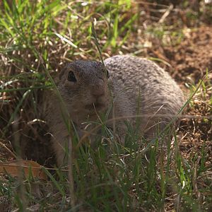 European Souslik (Spermophilus citellus)