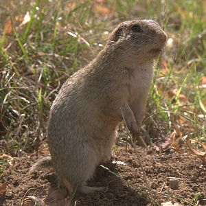European Souslik (Spermophilus citellus)