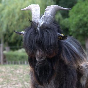 Dutch Landrace Goat (Capra aegagrus f. hircus)