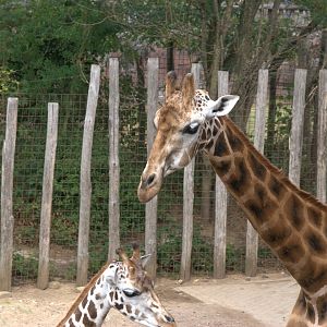 Rothschild's Giraffe (Giraffa camelopardalis rothschildi)