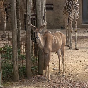 Greater Kudu (Tragelaphus strepsiceros)