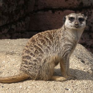 Meerkat (Suricata suricatta)