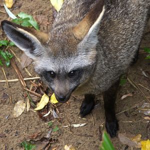 South-african Bat-eared Fox (Otocyon megalotis megalotis)