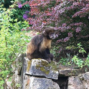 Yellow-breasted Capuchin (Sapajus xanthosternos)