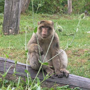 Barbary Macaque (Macaca sylvanus)