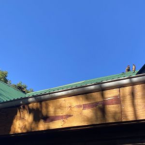 Brown capuchins on entrance roof