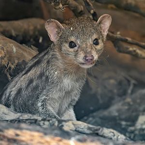Grandidier’s vontsira (Galidictis grandidieri)