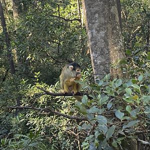Squirrel monkey