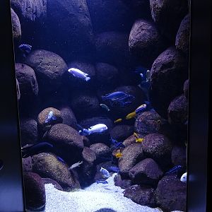 Aquarium: Malawi tank (species list in comments)