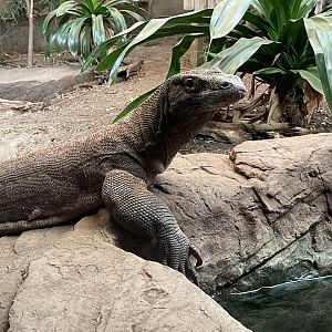 Komodo Dragon