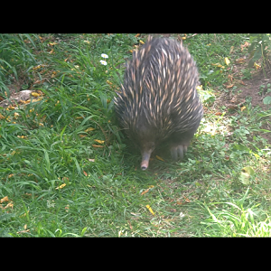 Echidna 7/7/2025