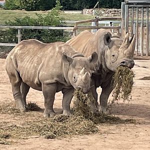 Female Black Rhino and Calf