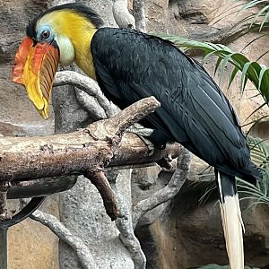 Male Wrinkled Hornbill