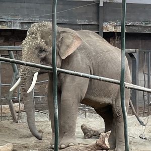 Male Asian Elephant