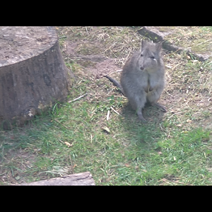 Potoroo in Echidna enclosure