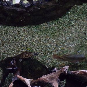 Mississippi map turtle and spotted sailfin suckermouth (?) 13.7.25