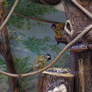 Black-capped squirrel monkey 13.7.25