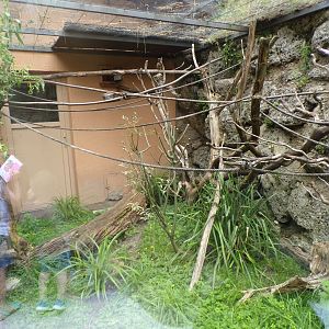 Pygmy marmoset enclosure 13.7.25