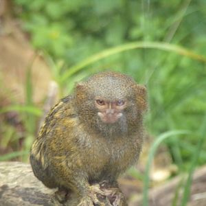 Pygmy marmoset 13.7.25