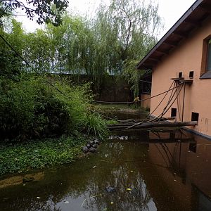 Black-capped squirrel monkey access to house 13.7.25