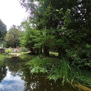 Black-capped squirrel monkey and mississippi pond turtle island 13.7.25