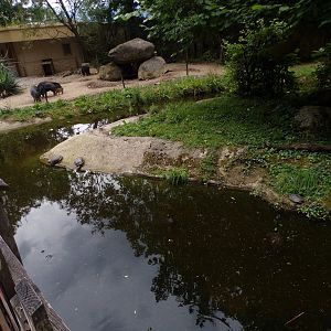 Pond turtles and peccaries 13.7.25