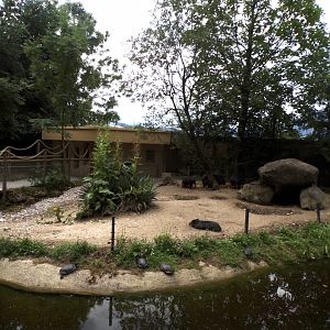Peccary enclosure 13.7.25