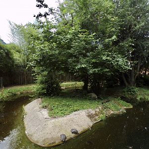 Black-capped squirrel monkey and mississippi pond turtle island 13.7.25