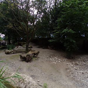 Peccary enclosure 13.7.25