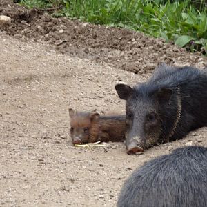 Peccary and baby 13.7.25