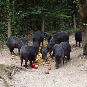 Peccary group 13.7.25