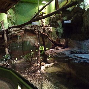 Boa constrictor enclosure 13.7.25