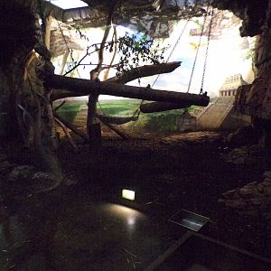 Jaguar indoors 13.7.25